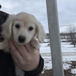 Cream boy - Cream male Dachshund puppy in Mount Vernon, Ohio from Double A Dachshunds