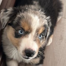 Australian Shepherd Puppies from Caramel Bliss Aussies - NJ NYC