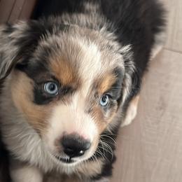 Australian Shepherd Puppies from Caramel Bliss Aussies - NJ NYC
