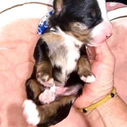 Blue - Blue merle male Bernedoodle puppy in Curtice, Ohio from The Pink Doghouse