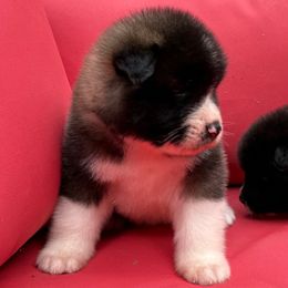 Boy 1 - Red, black overlay male Akita puppy in Rahway, New Jersey from Apexx Akitas