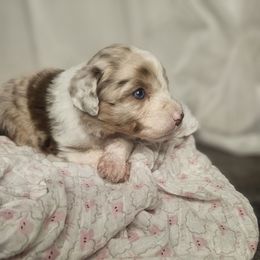 Aries - Red merle Aussiedoodle puppy in Fort White, Florida from Jade