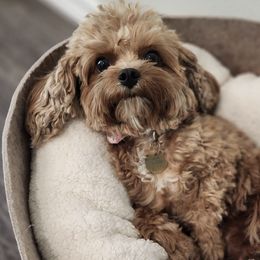 Assorted Doodle Crosses, Cavalier King Charles Spaniels, and Cavapoos from Cavapoochon Central
