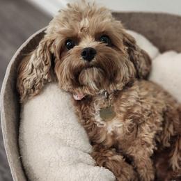 Assorted Doodle Crosses, Cavalier King Charles Spaniels, and Cavapoos from Cavapoochon Central
