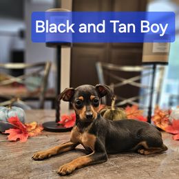 Black and Tan Boy 2 - Miniature Pinscher puppy from CNY Miniature Pinschers