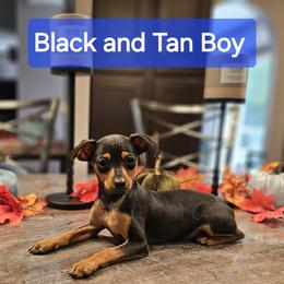 Black and Tan Boy 2 - Miniature Pinscher puppy from CNY Miniature Pinschers