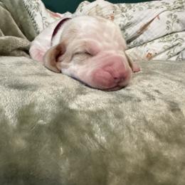 Zevra - Lemon and white female Basset Hound puppy in Bellaire, Ohio from Blessed Bassets