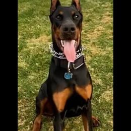 Doberman Pinscher All Grown Up from Haus Von Stidham Dobermans