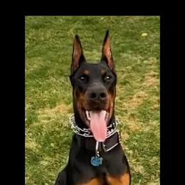 Doberman Pinscher All Grown Up from Haus Von Stidham Dobermans