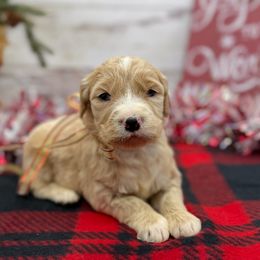 Isabella - Cream female Goldendoodle puppy in Lisbon, Ohio from Willow Lane Doodles