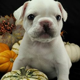 Brown boy - Cream male French Bulldog puppy in Jacksonville, Florida from Friendly Acres French Bulldogs