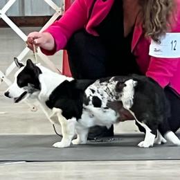 Jersey - Cardigan Welsh Corgi