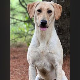 Blondie - Labrador Retriever