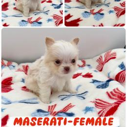 Maserati - Cream female Chihuahua puppy in Williamsburg, Virginia from PAWSitive Cheeky Chihuahuas