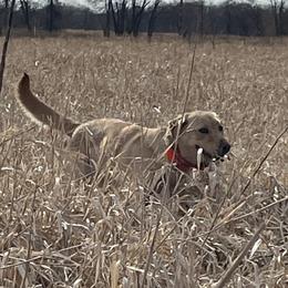 Rail - Labrador Retriever