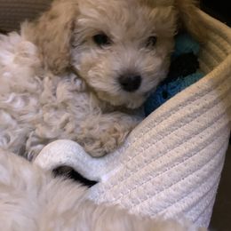 Poodle Puppies from Murphy’s Minis