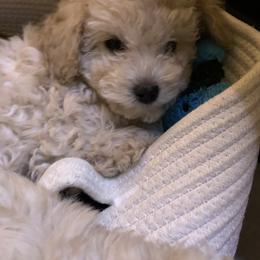 Poodle Puppies from Murphy’s Minis