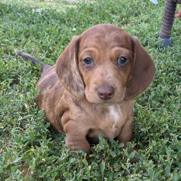 Dapple-Smooth - Dapple female Dachshund puppy in Buckeye, Arizona from Ryder's Roundup