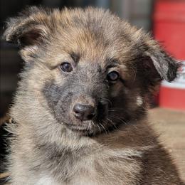 Ratite - Sable female German Shepherd puppy in Olean, New York from F&B Kennels