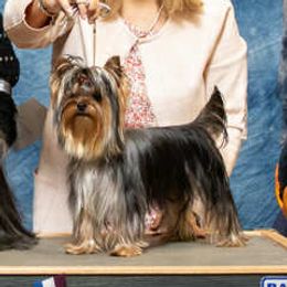 Kodi - Yorkshire Terrier