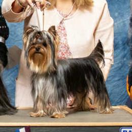 Kodi - Yorkshire Terrier