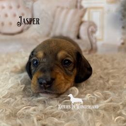 Jasper - Red male Dachshund puppy in Rainier, Oregon from Doxies in Wonderland