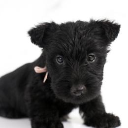 Lilah - Black female Scottish Terrier puppy in Stevens, Pennsylvania from K&M Kennel