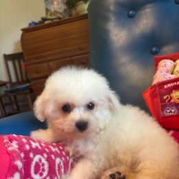Sparkle - White male Bichon Frise puppy in Danville, Illinois from Whitecreek