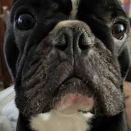 French Bulldogs from Game of Frenchies