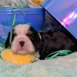 Thomas - Tri-color male Cavalier King Charles Spaniel puppy in Stilwell, Oklahoma from Love Bug Cavaliers