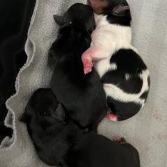 Yorkshire Terriers from Animal Kingdom puppies