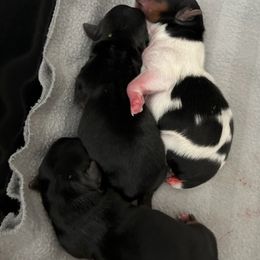 Yorkshire Terriers from Animal Kingdom puppies
