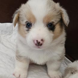 Oscar - Blue merle and white male American Corgi puppy in Neosho, Wisconsin from GC Farms Corgis