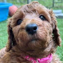 Pink - Red  female Poodle puppy in Keedysville, Maryland from Sunshine Red Standard Poodles