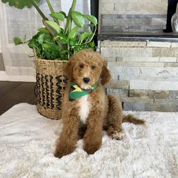 Green Boy - Red male Bernedoodle puppy in Mckinney, Texas from Doodles of North Tx