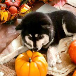 Triscuit - Finnish Lapphund
