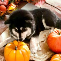 Triscuit - Finnish Lapphund