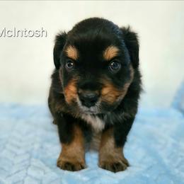 McIntosh - Black tri-color male Australian Shepherd puppy in Owensboro, Kentucky from JnT's Bluegrass Mini Aussies