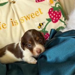 Leroy - Piebald male Dachshund puppy in Tarrant County, Texas from Louis' Litters