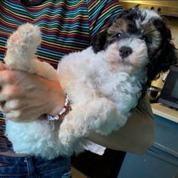 Tiger - Parti male Poodle puppy in Saint Cloud, Florida from Rising Star Kennels