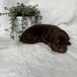 Tyson - Red and rust male Doberman Pinscher puppy in Dundee, Ohio from Gold Star Canines