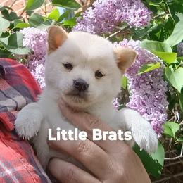 Tiny Frosty - Cream female Shiba Inu puppy in Colorado Springs, Colorado from Little Brats
