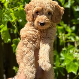 CAROLINE - Apricot Goldendoodle puppy in Atascadero, California from Daring to Dream Doodles
