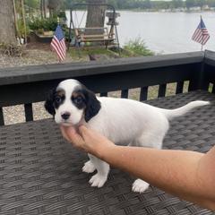English Setter Puppies from Monkota Setters