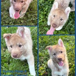 Franky - Red and white female Siberian Husky puppy in Canton, Ohio from Bleu Skies Siberian Huskies