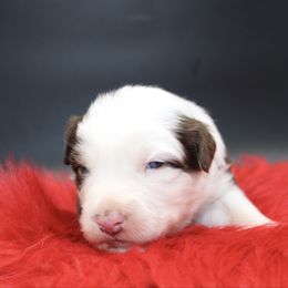Nola - Red tri female Miniature Australian Shepherd puppy in Foxworth, Mississippi from Ten Mile Aussies