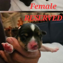 Girl 2 - Black and tan female American Corgi puppy in Neosho, Wisconsin from GC Farms Corgis