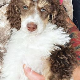 Goldendoodles and Poodles from Poodle Doodle Dandy