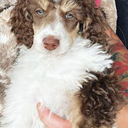 Goldendoodles and Poodles from Poodle Doodle Dandy