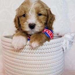 Washington - Apricot male Maltipoo puppy in Buckeye, Arizona from Little Loves Maltipoos